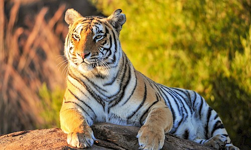 Tiger in india
