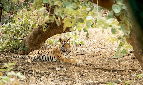 bengal tiger in india