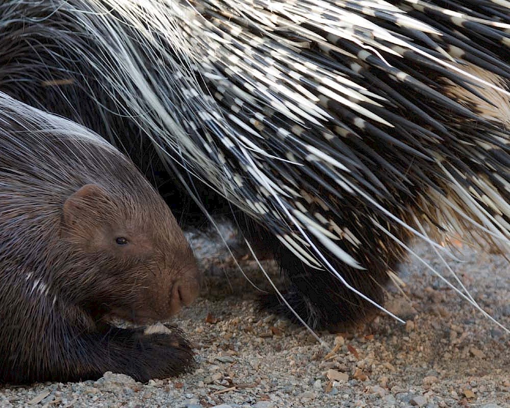 Cape Porcupine Header