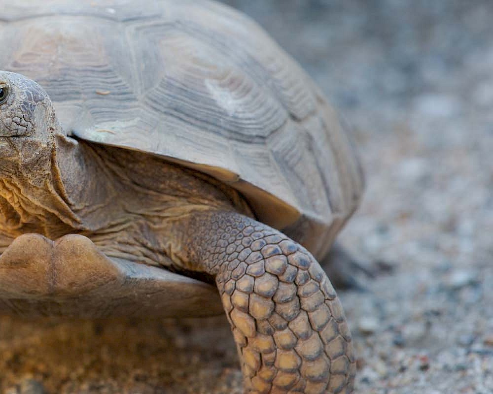 Desert Tortoise Header
