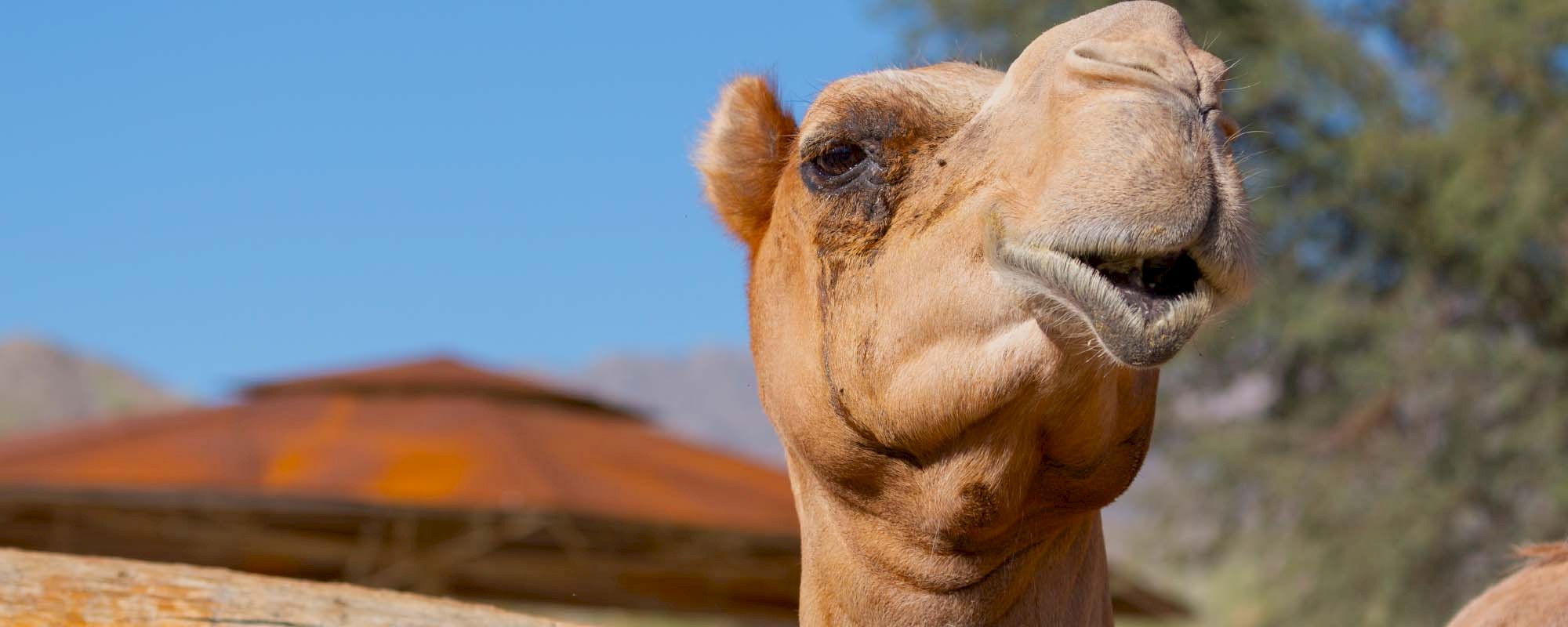 Camel Header