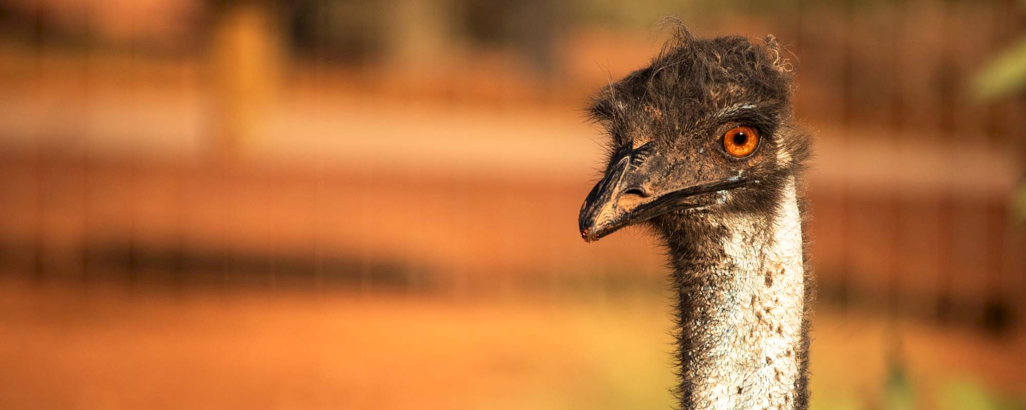 Emu Header
