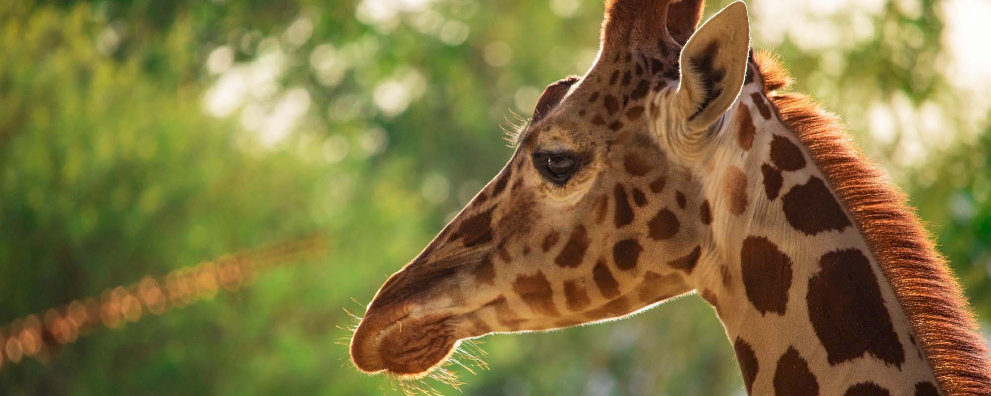 Giraffe Header