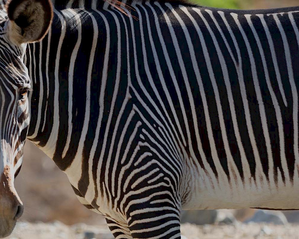 Grevy's Zebra at The Living Desert Zoo and Gardens.