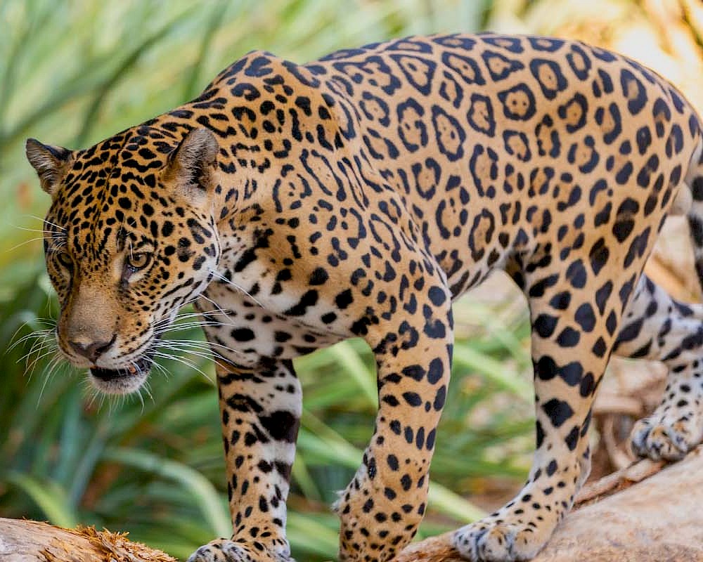 Jaguar | The Living Desert