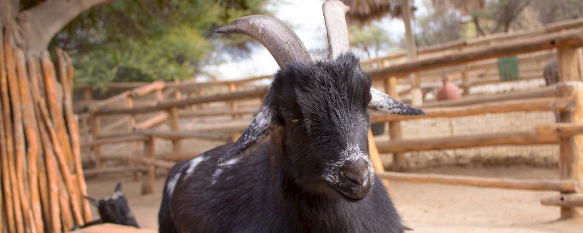 Nigerian Dwarf Goat Header