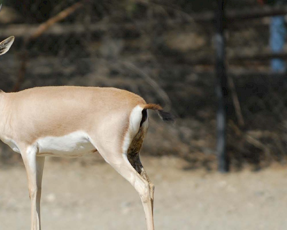 Slender-horned Gazelle | The Living Desert
