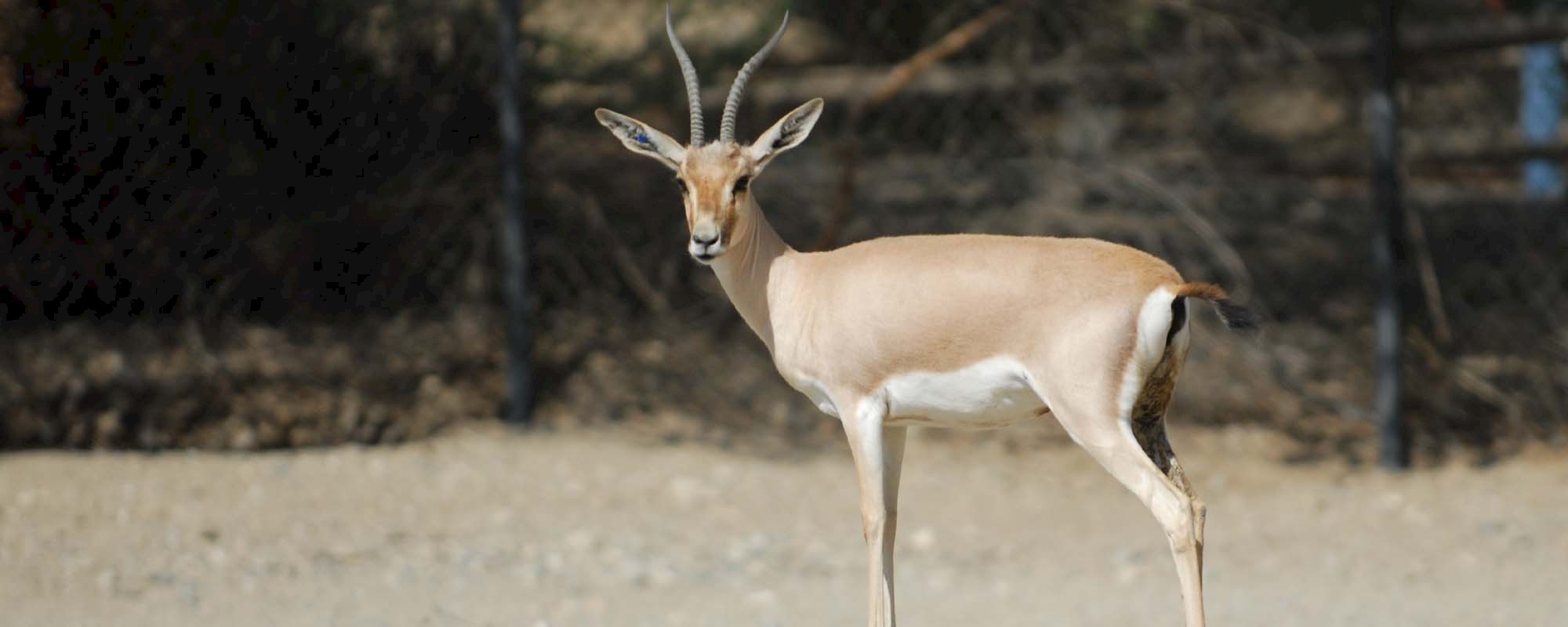 slender horned gazelle header