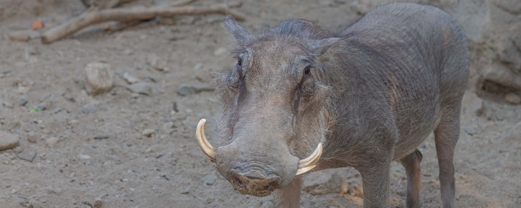 Warthog header