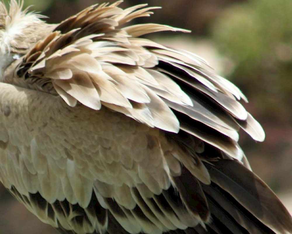 Cape Vulture Header