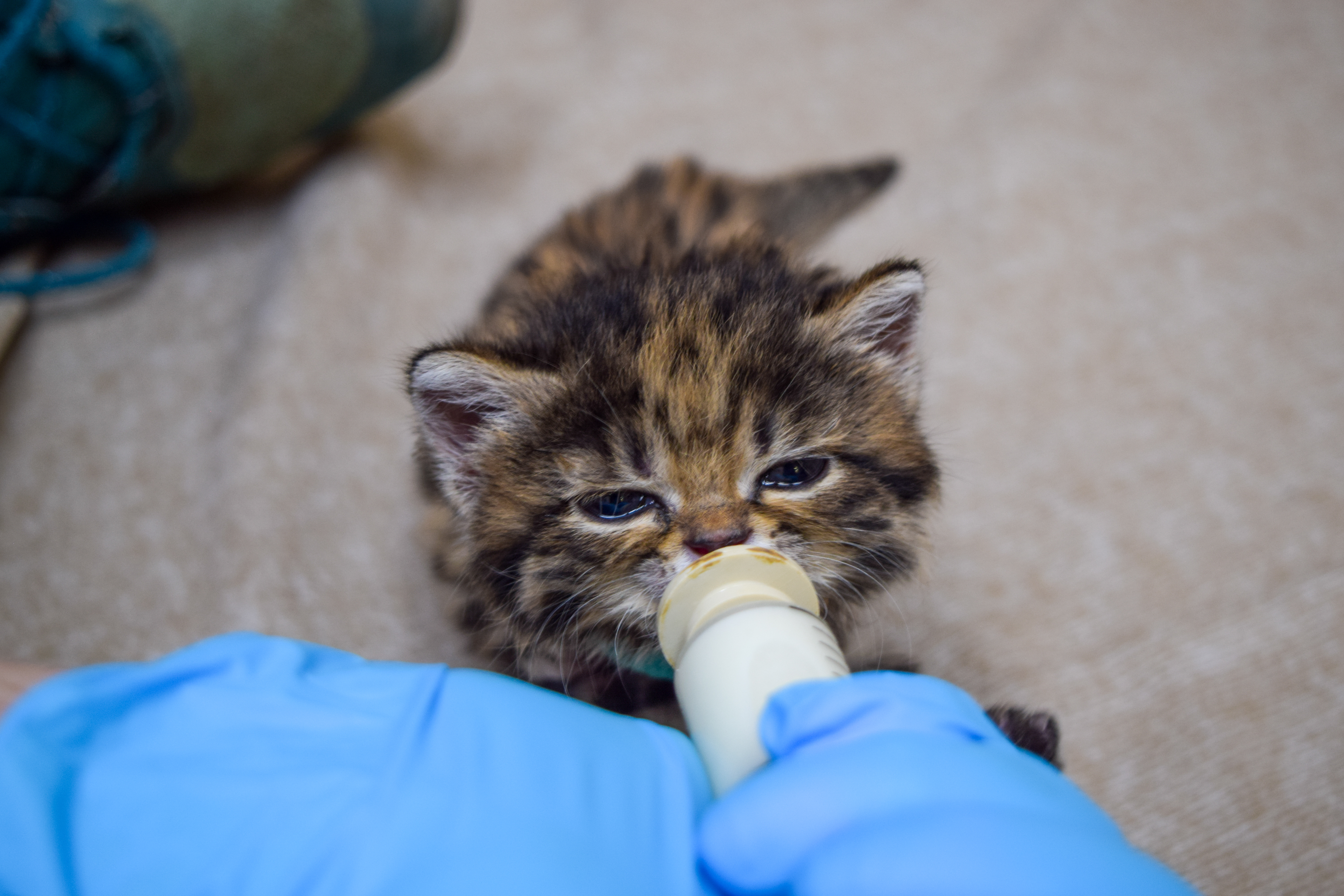 baby black footed cat