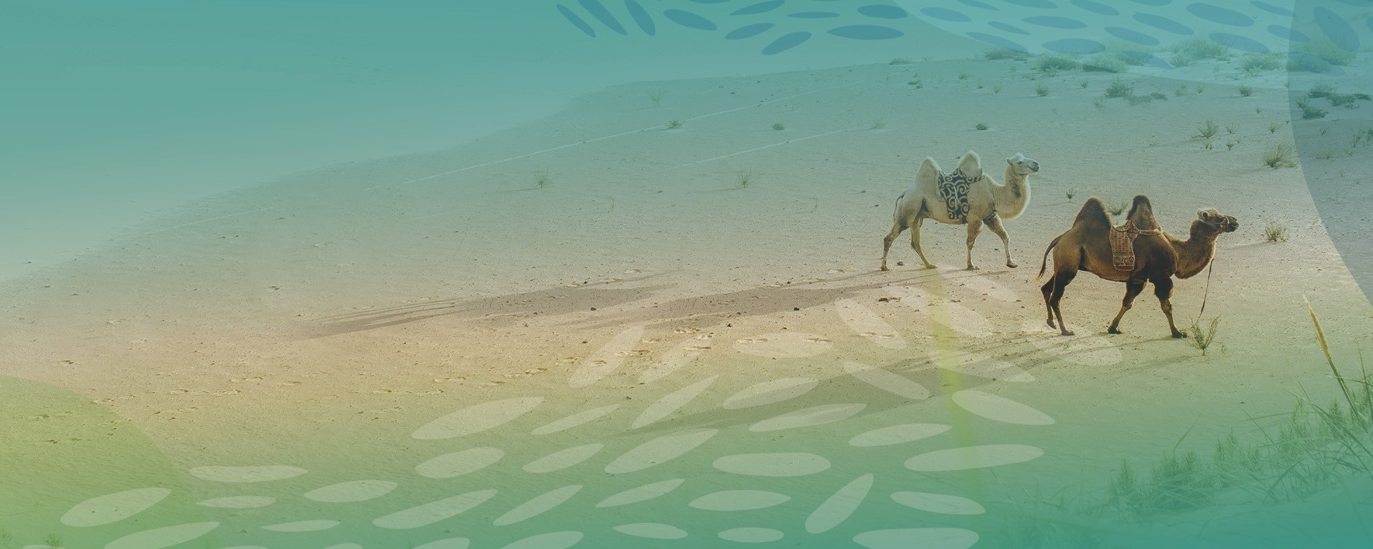 Mongolian Desert Conservation Talk website header