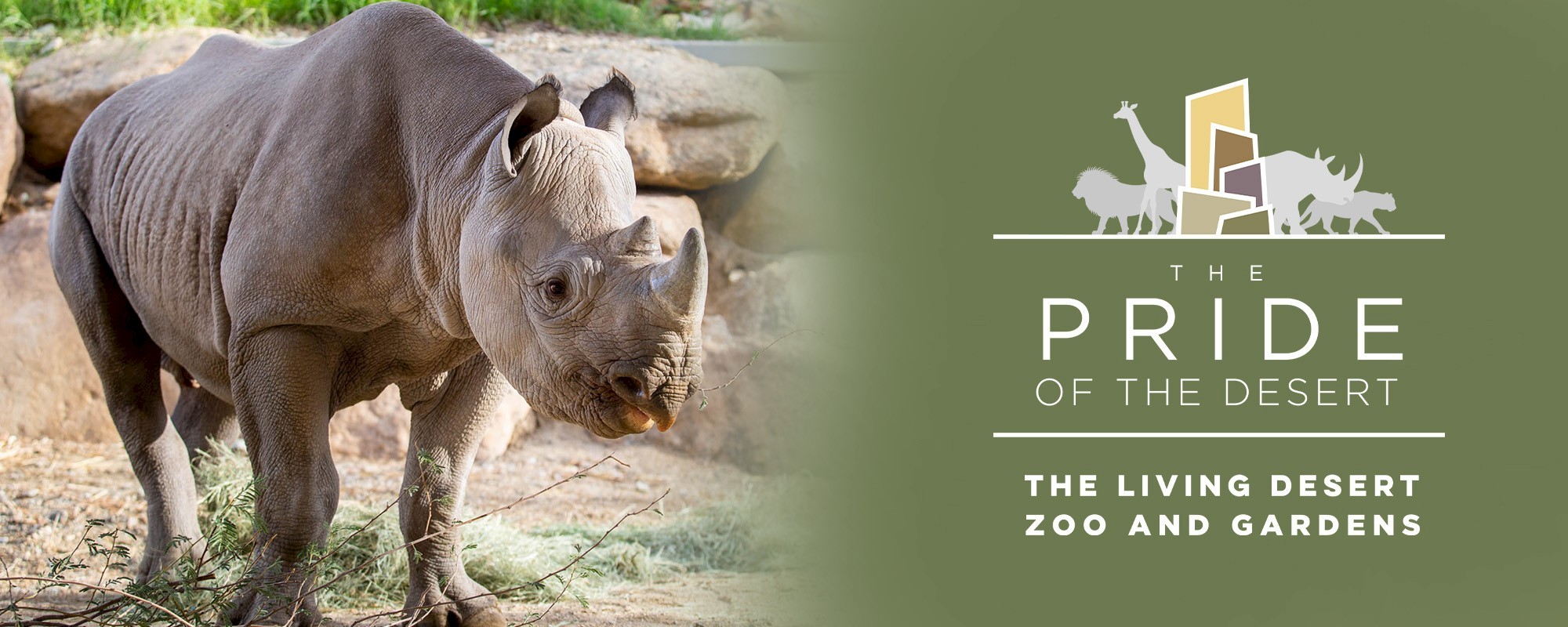 Pride of the Desert Rhino header