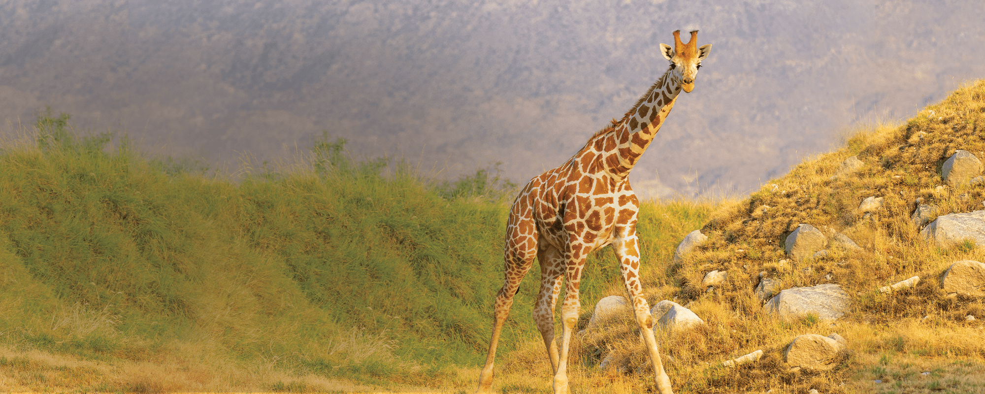 A Conversation with Dr. Anne Innis Dagg the Woman who loves Giraffes header image