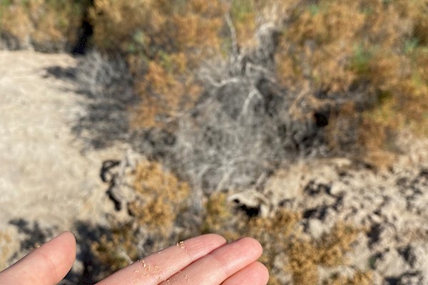 salt_creek_prop_1