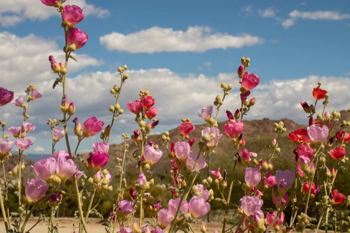 Blooming flowers