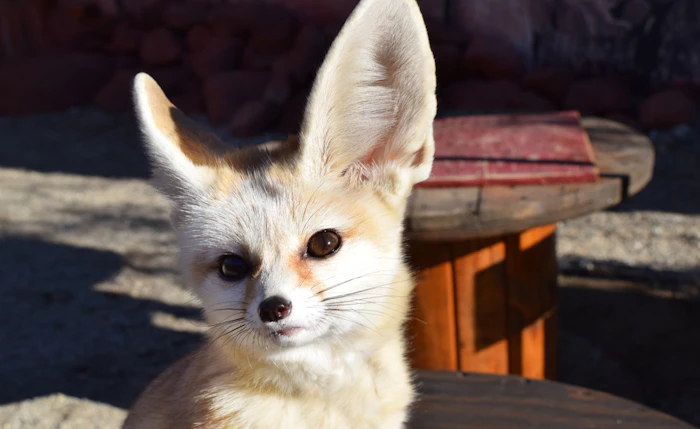 Fennec fox