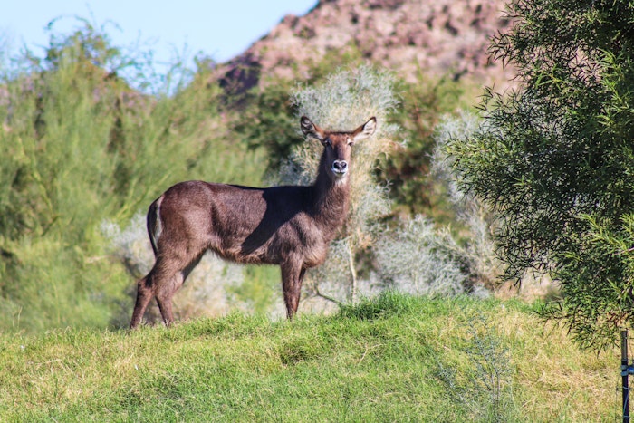 Waterbuck antelope