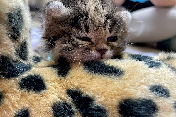 black footed cat kitten recovery