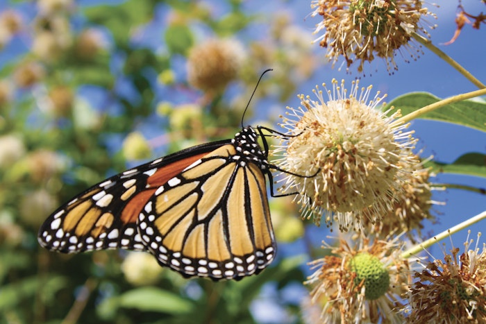 Butterfly