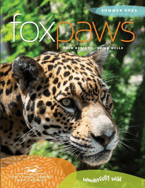 foxpaws summer 2023