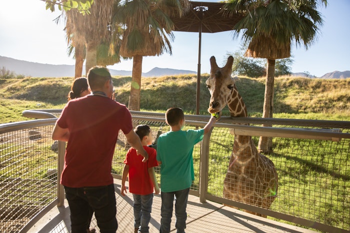 Giraffe Feeding