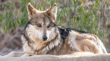 mexican wolf