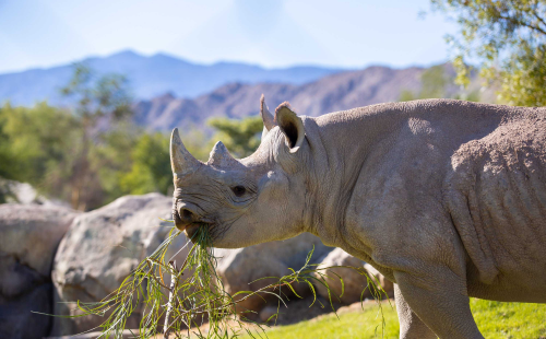 Rhino encounter