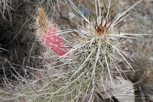 CALIO HEADGEHOG, STRAWBERY HEADGEHOG