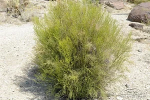 DESERT BACCHARIS