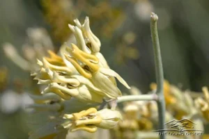 DESERT MILKWEED, RUSH MILKWEED, AJAMETE