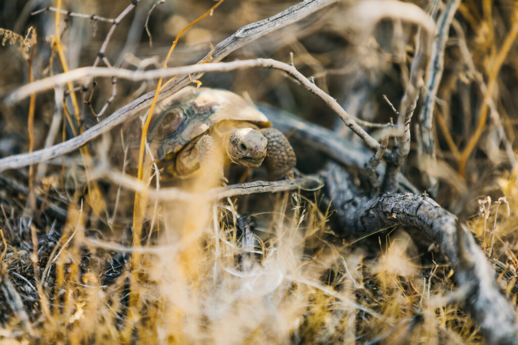 Desert Tortoise