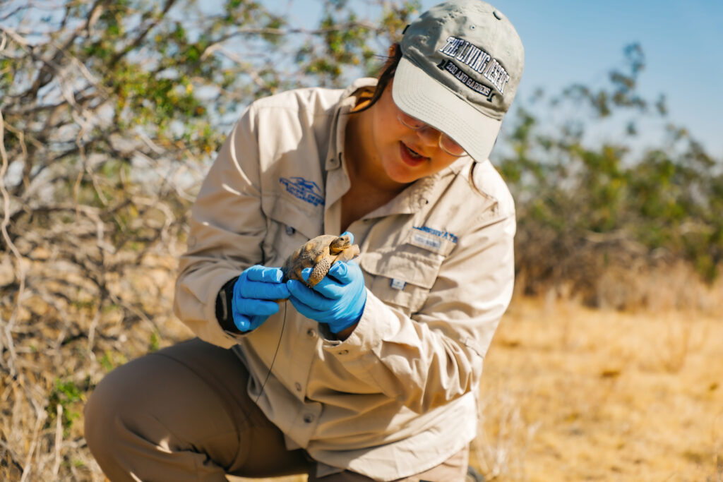 Desert Tortoise Release