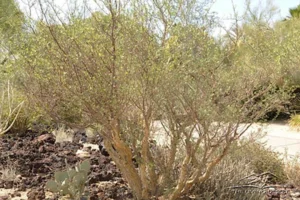 ELEPHANT TREE, TOROTE COLORADO