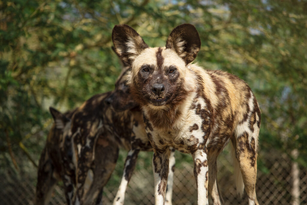 painted dog
