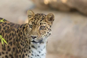amur leopard