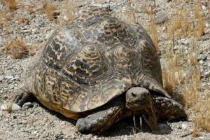 animal-leopard-tortoise