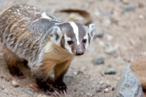 american badger