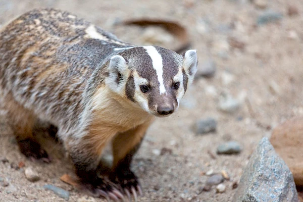 american badger