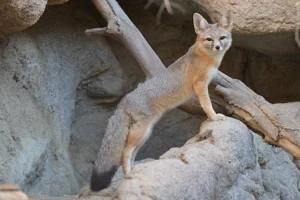 bb-kit-fox
