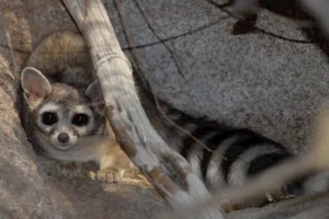 bb-ringtail