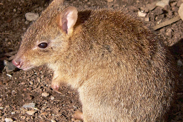 bettong