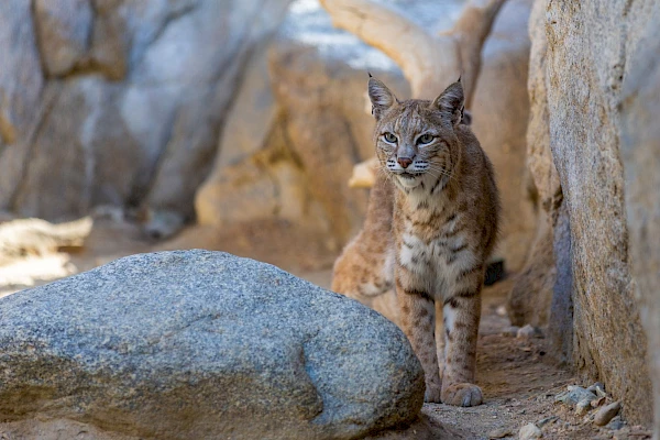 bobcat
