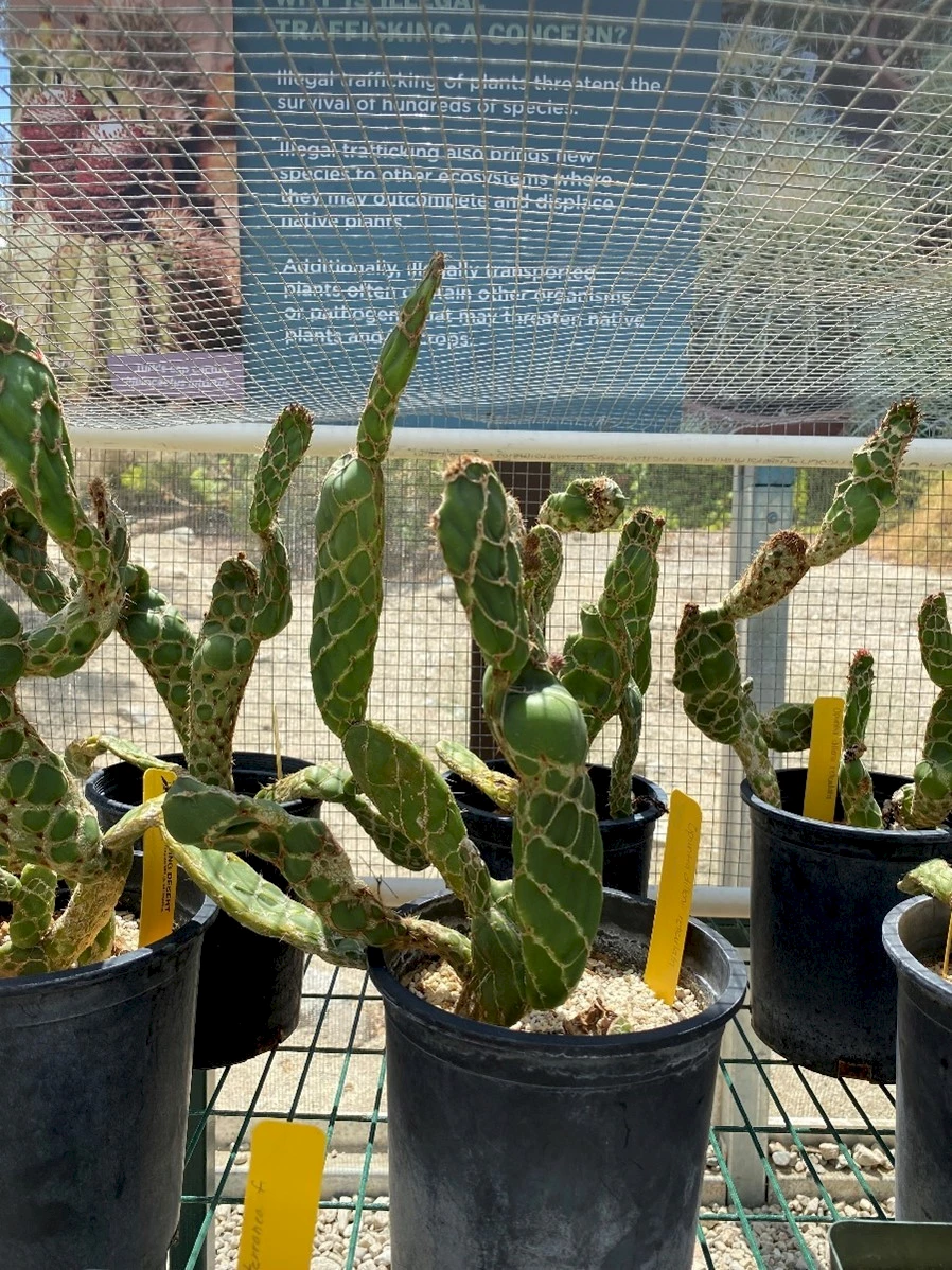 pottedopuntia