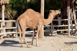 dromedary camel