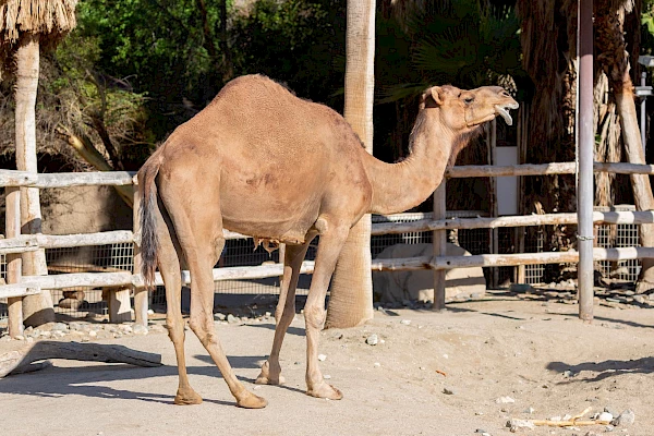 dromedary camel