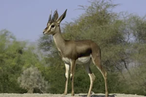 cuvier's gazelle