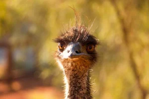 emu