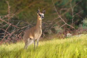 klipspringer_edit_mg