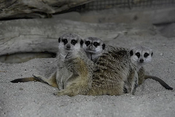 meerkat